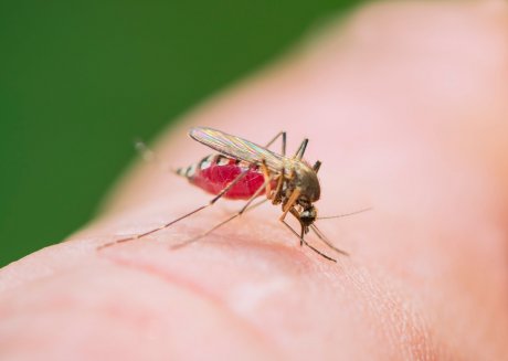 Отдых без посторонних: народные средства борьбы с комарами на даче